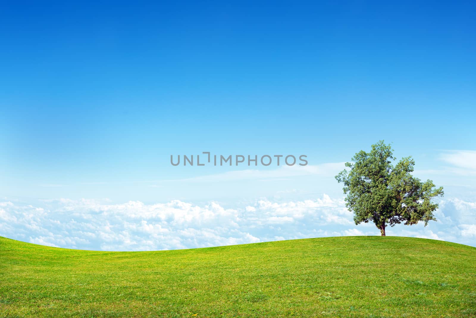 Summer landscape picture with blue sky and green grass