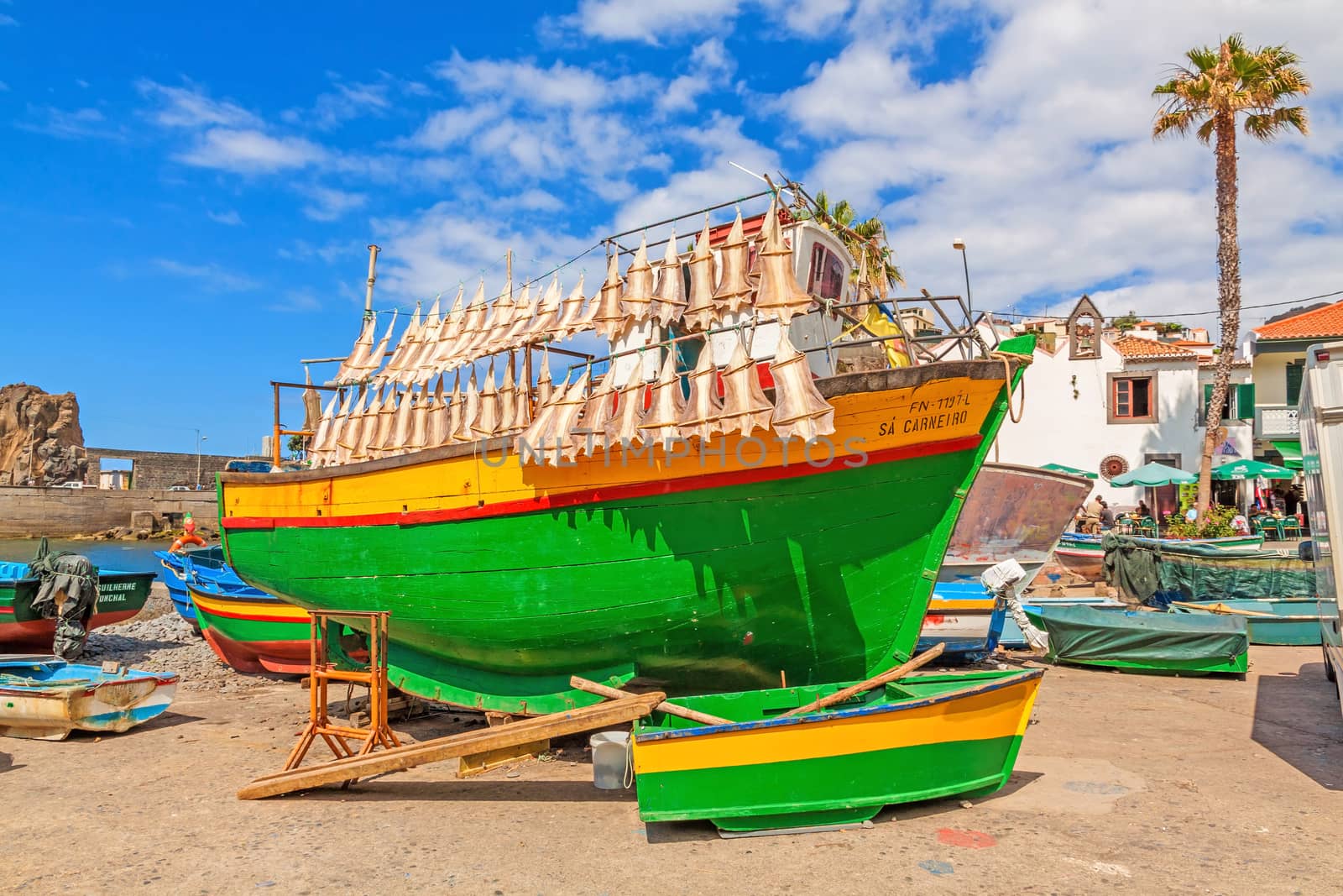 Camara de Lobos, Madeira - June 8, 2013: Cat shark drying at colorful fishing boat in port of the town. Typical for this region on Madeira island.