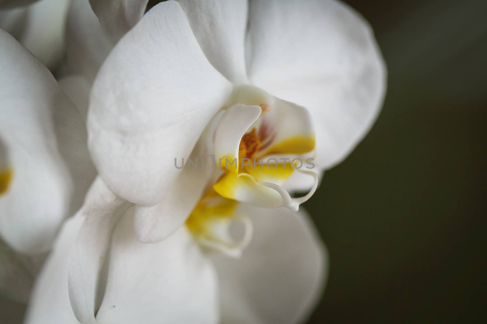 Macro view of a beautifull flower white orchid