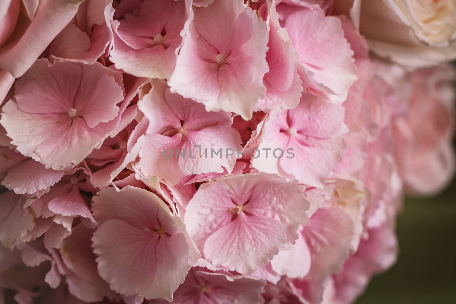 Pink flower hydrangea by gorov108