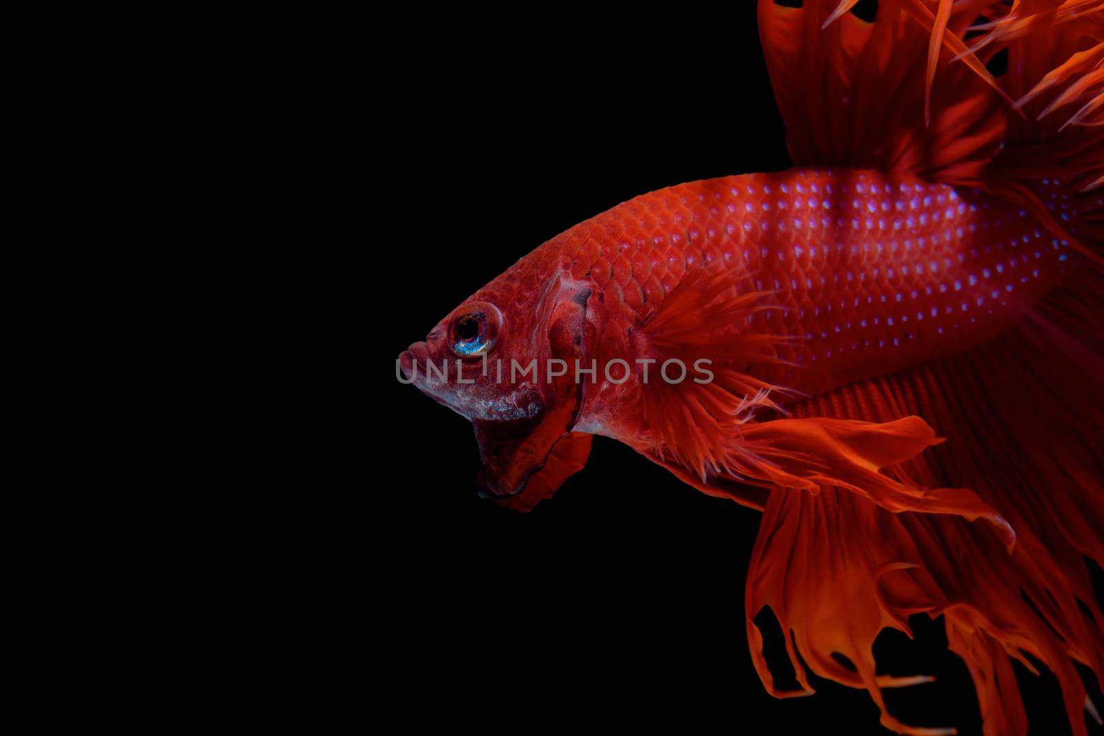 Betta fish, siamese fighting fish, betta splendens  isolated on black background