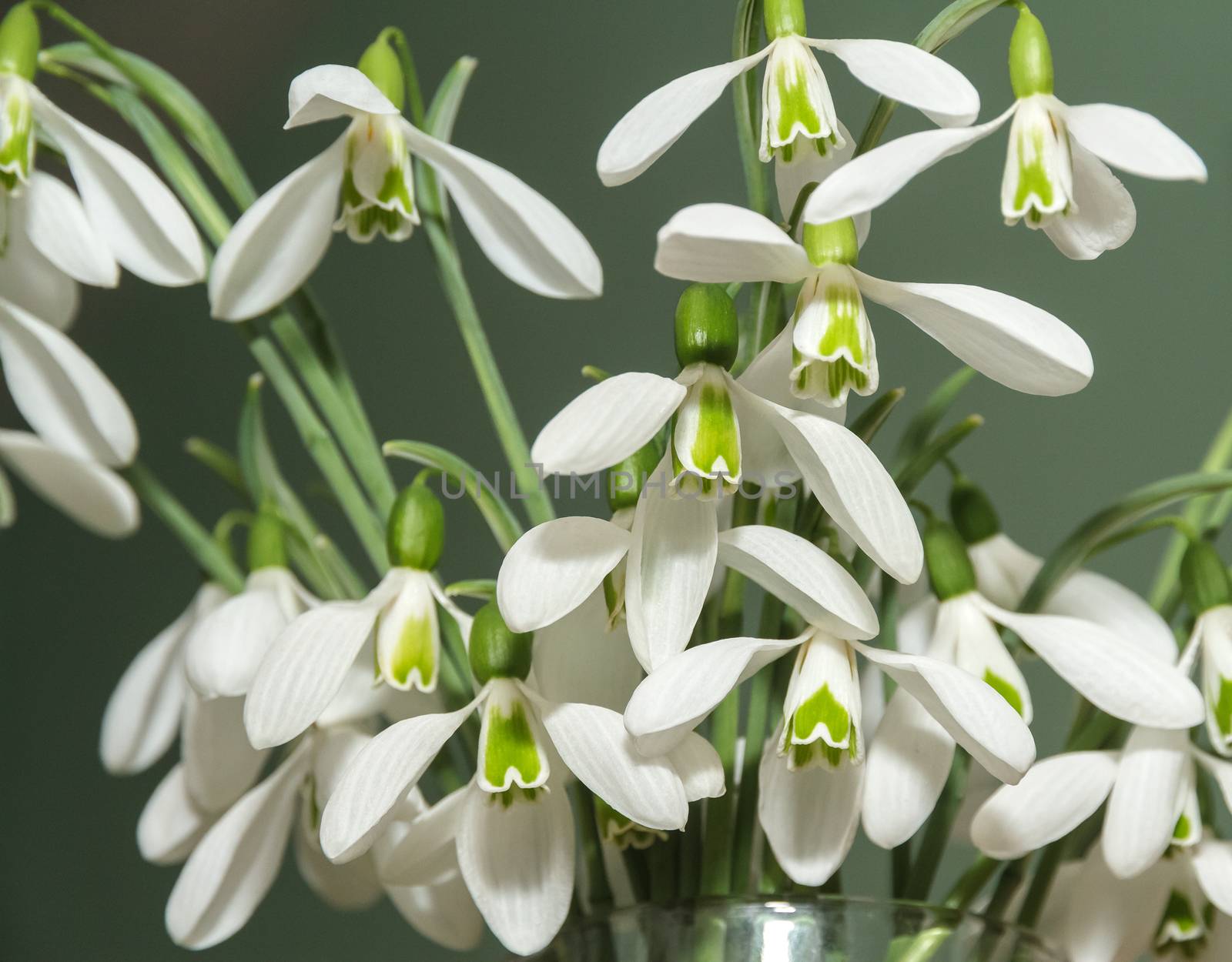 bouquet of snowdrops in a glass vase on a green background