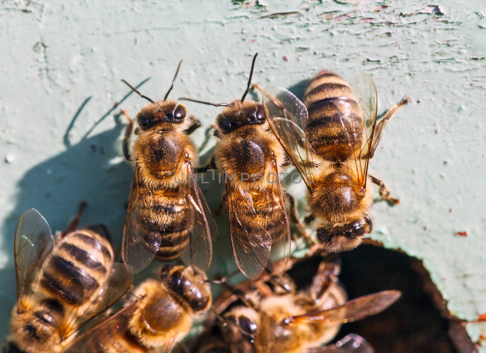 worker bees at the entrance to the hive, closeup