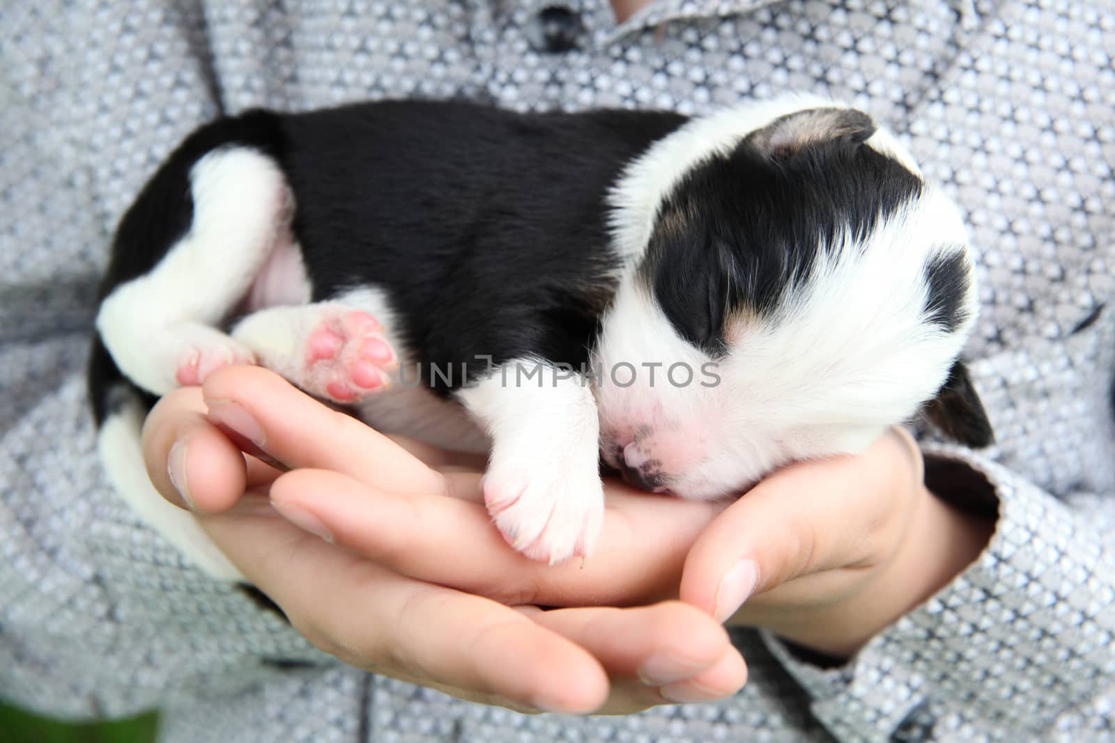 Border Collie puppy by vanell
