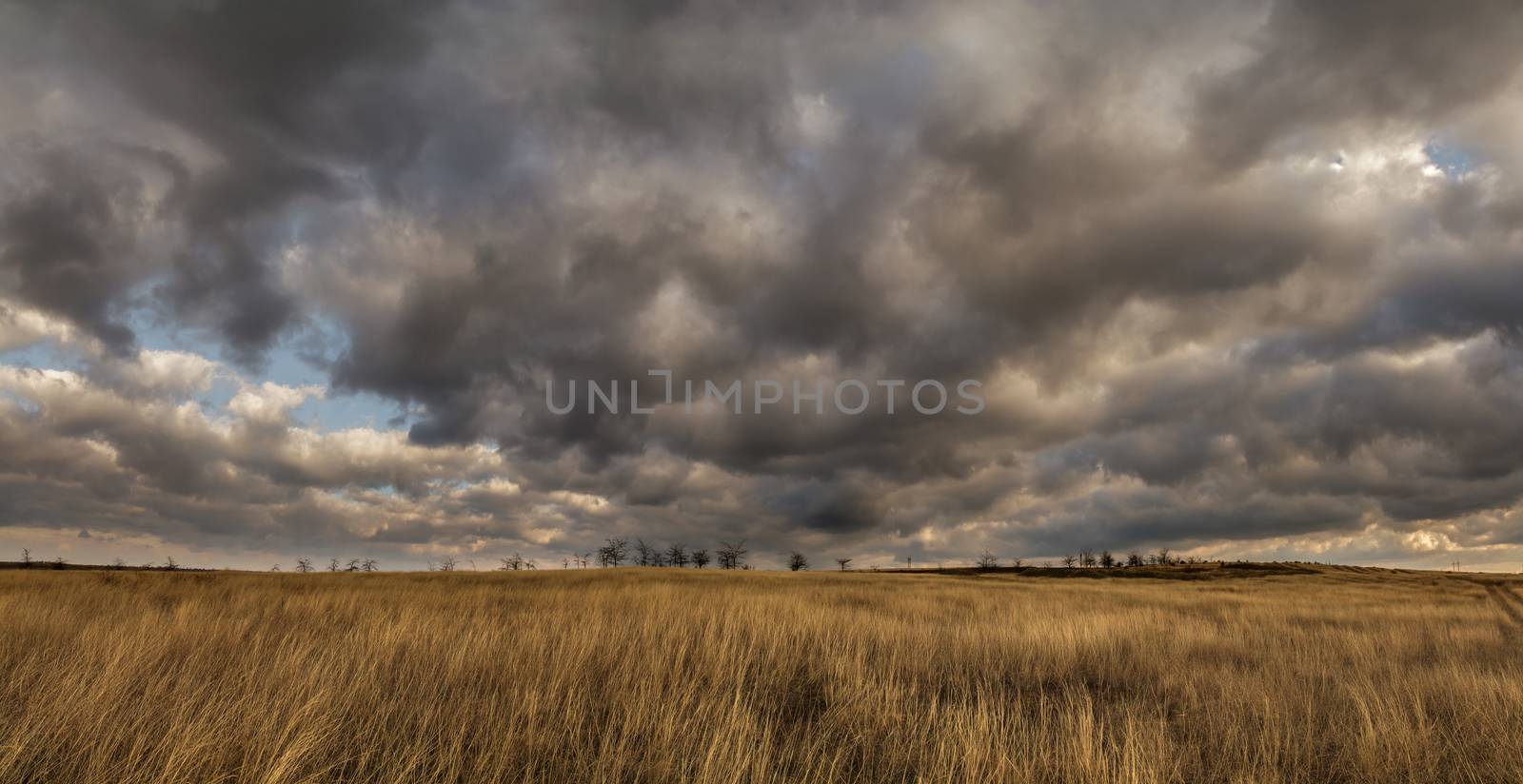 prairie grass on the background of a stormy sky