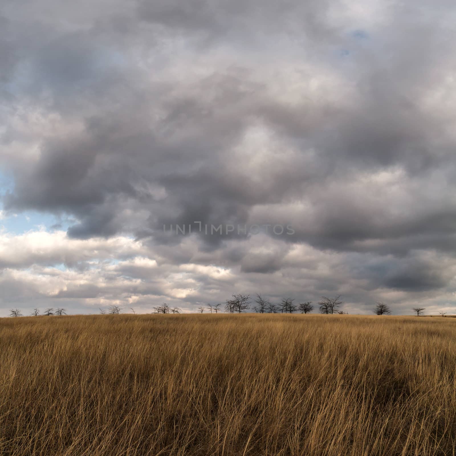 prairie grass on the background of a stormy sky