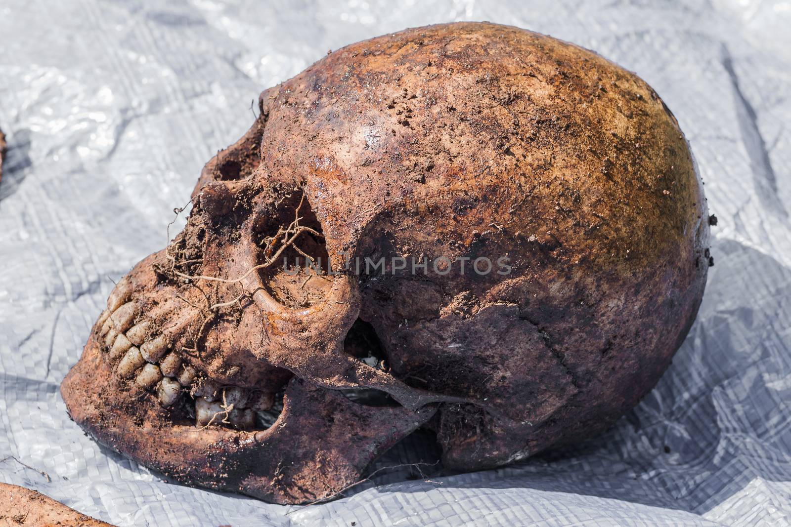 Skeleton remains of a buried unknown victim by fogen