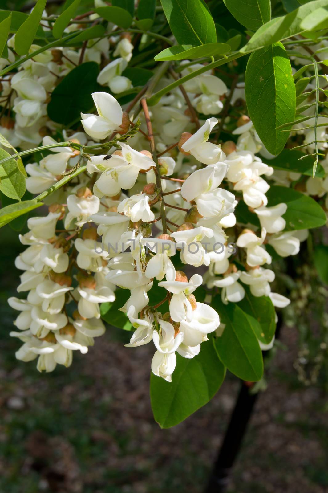 The black locust (Robinia pseudoacacia) flower edible and medicinal properties.