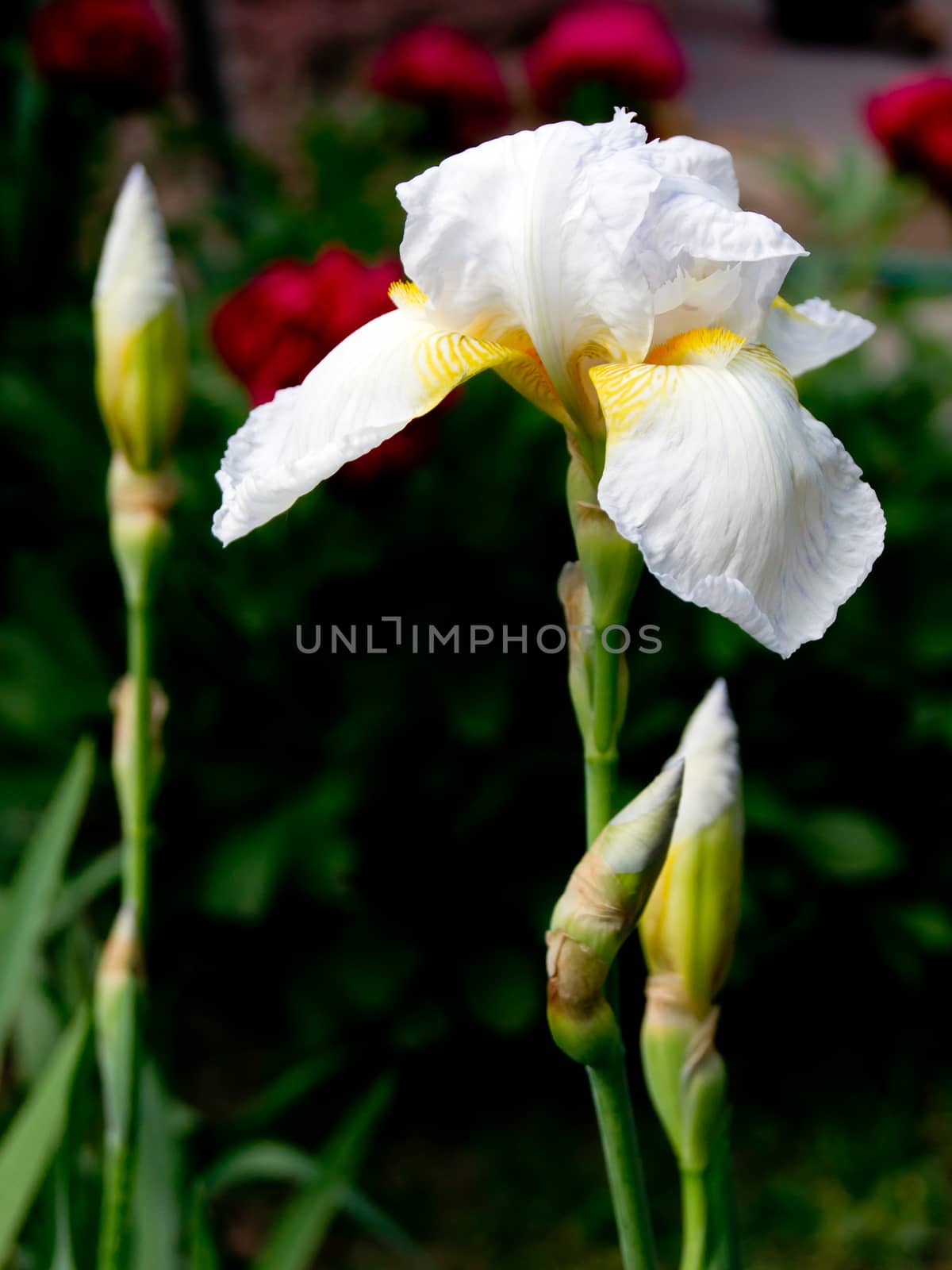 White Iris (Iridaceae) in spring flower gardens.