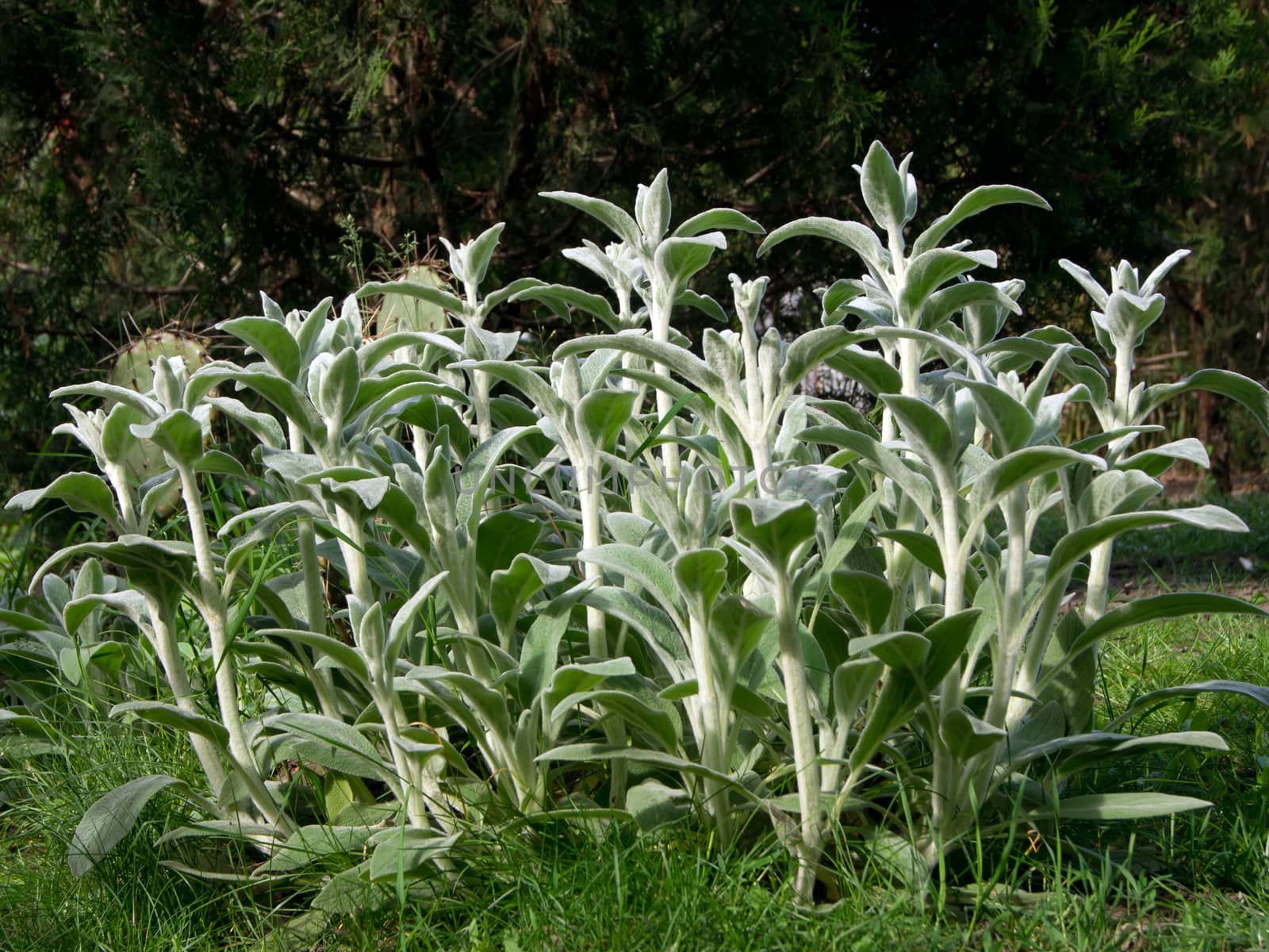 The woolly Stachys (Stachys byzantine) ornament in the garden.