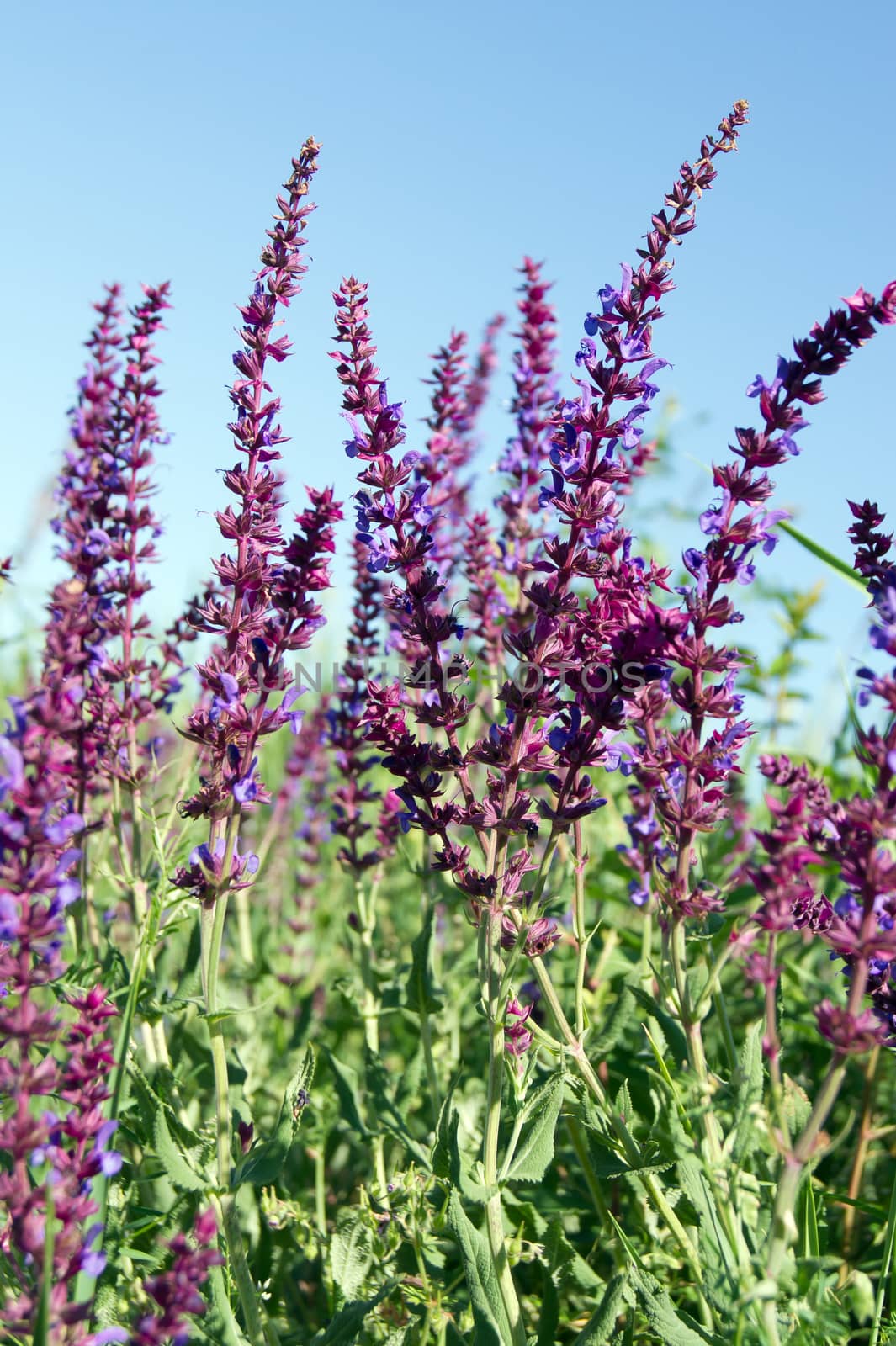 Meadow sage (Salvia pratensis) over the field.