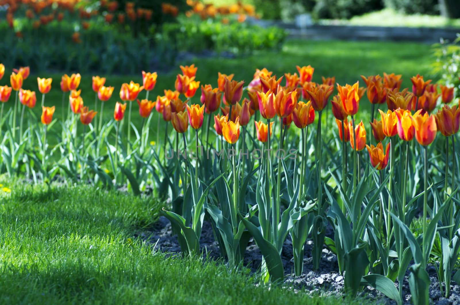 Spring background with tulips over natural background