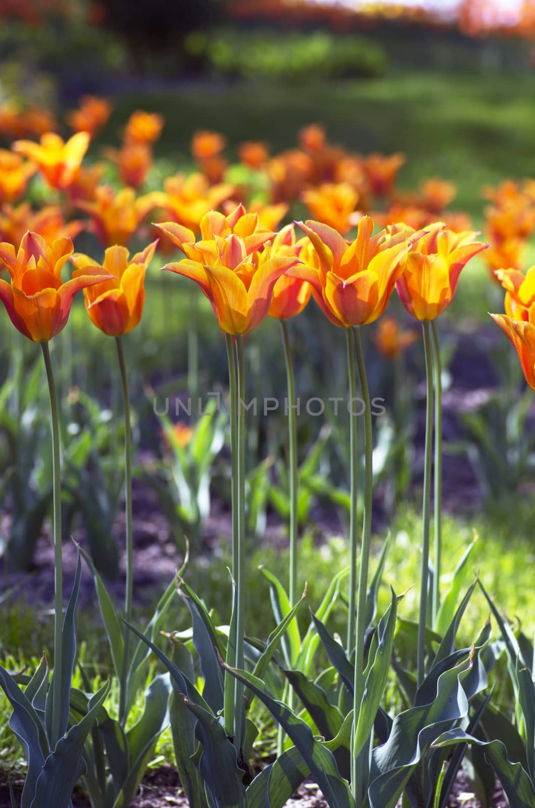 Spring background with tulips over natural background by dolnikow