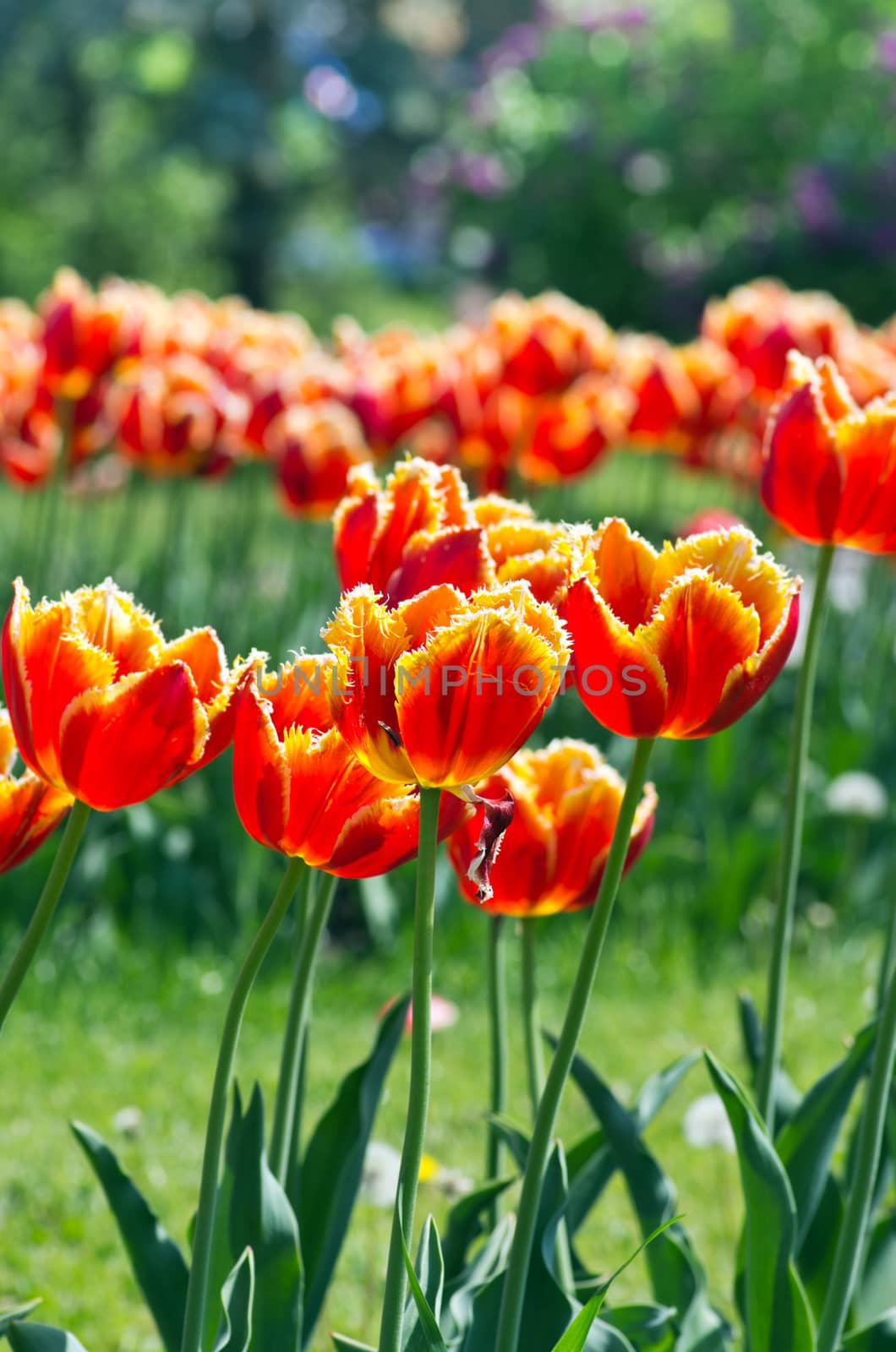 Spring background with tulips over natural background