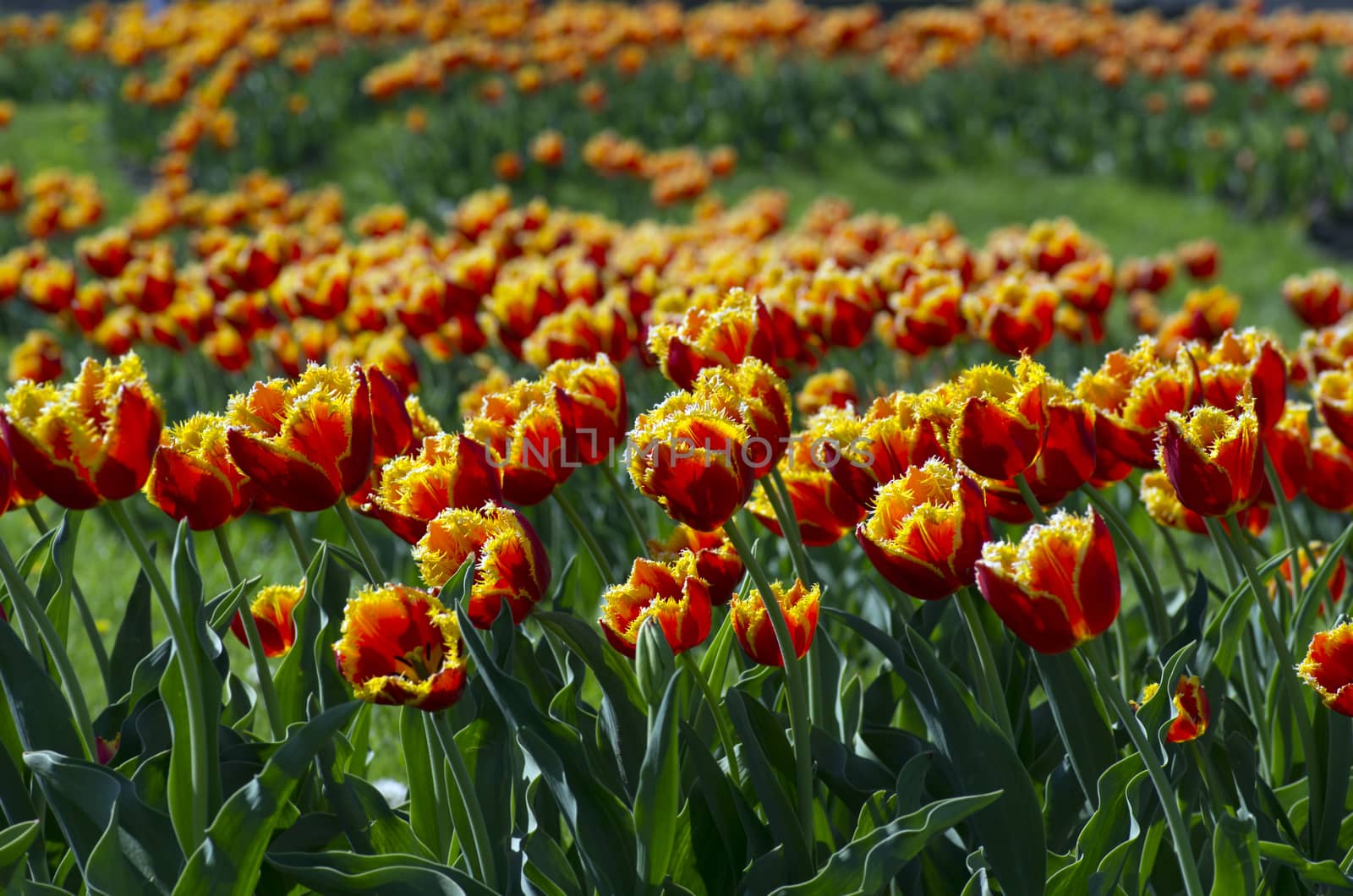 Spring background with tulips over natural background by dolnikow