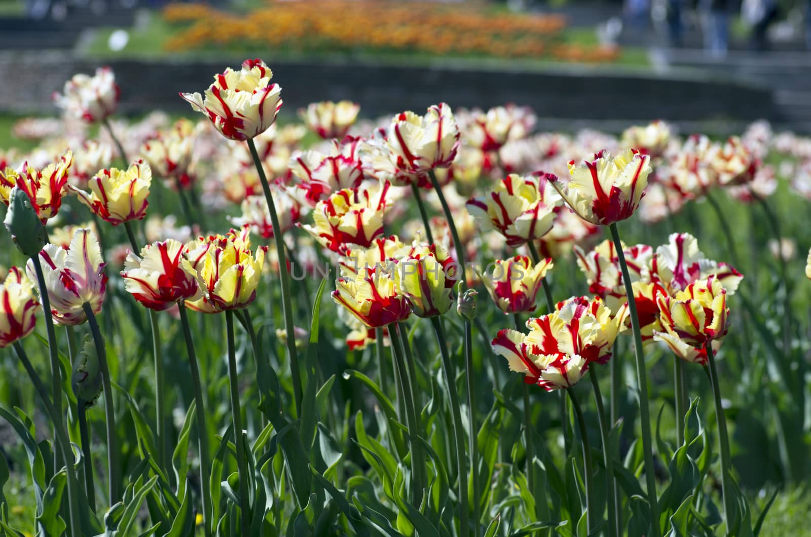 Spring background with tulips over natural background by dolnikow