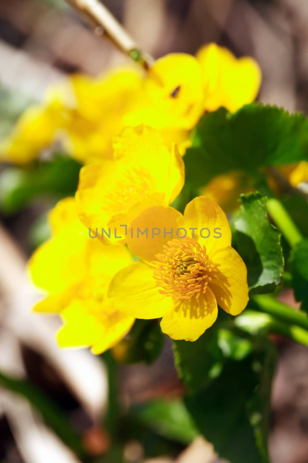 Closeup of nice yellow wildflowers in the forest