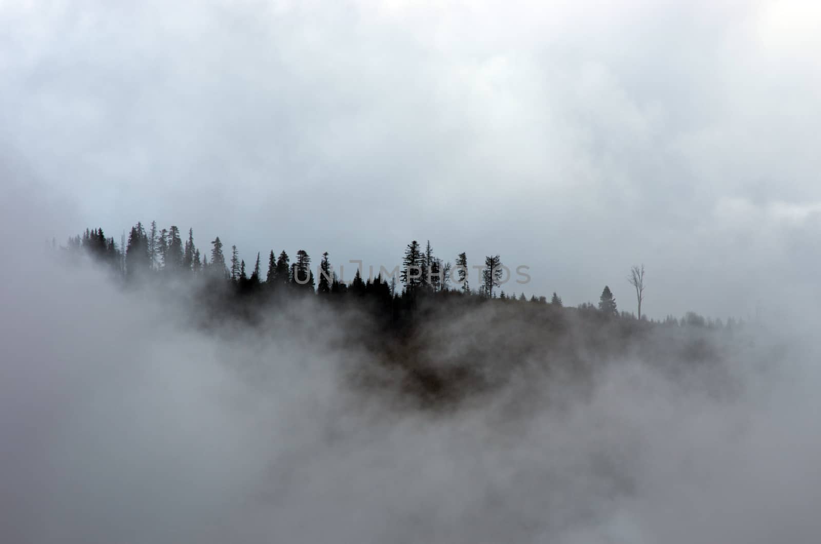 Amazing mountain landscape with dense fog. Carpathian Mountains by dolnikow