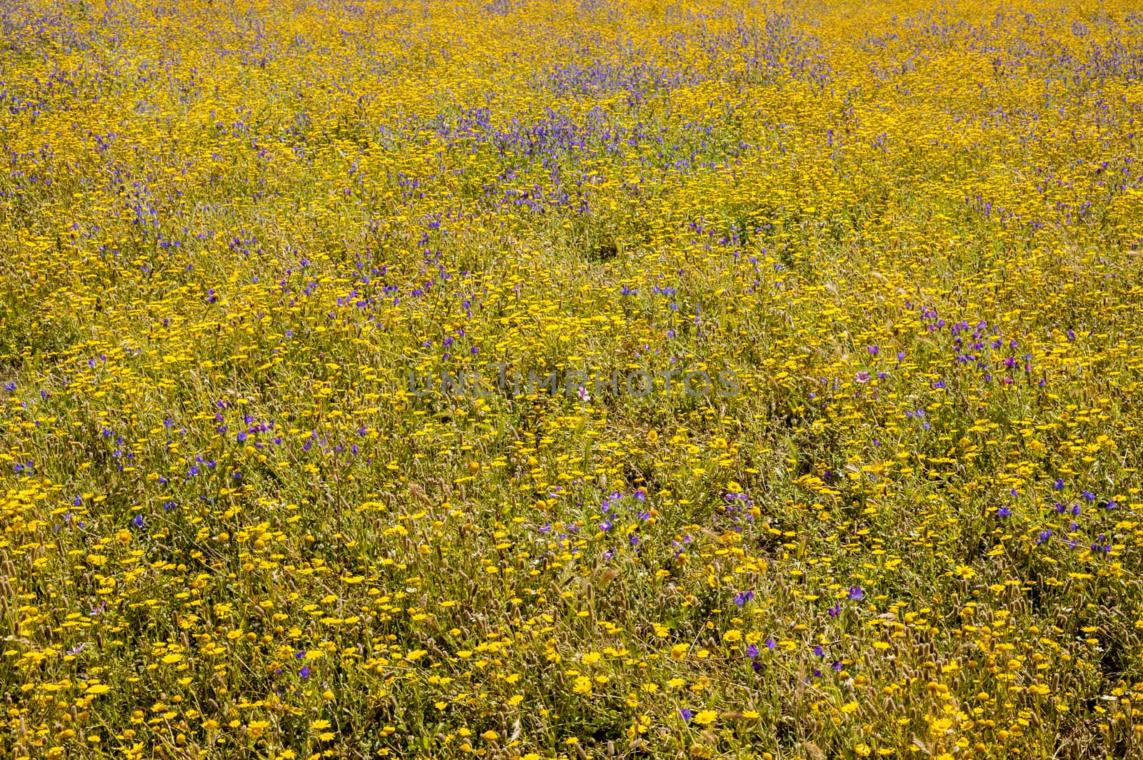 Grass field with blue and yellow flowers in full bloom in Spring