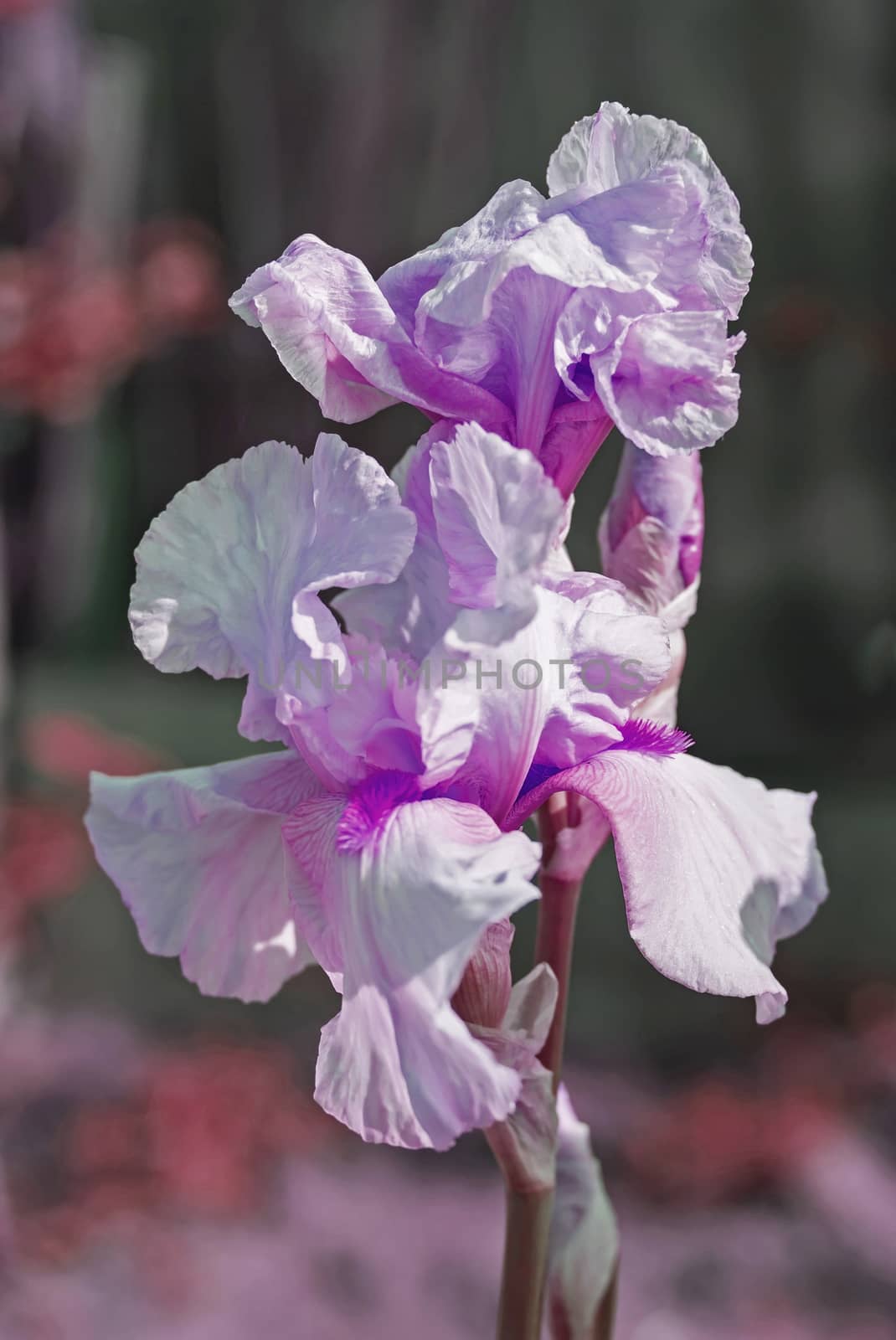 Iris flower in the flower bed, perennials, spring or summer flower, soft focus