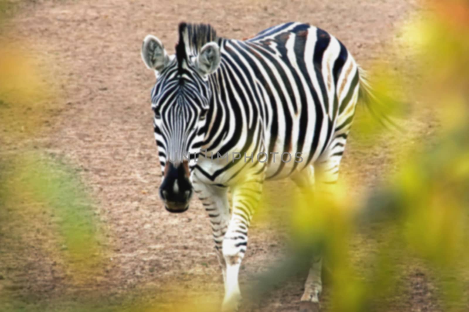 zebra  horse, one in reserve, outdoorsblurred soft focus by KoliadzynskaIryna
