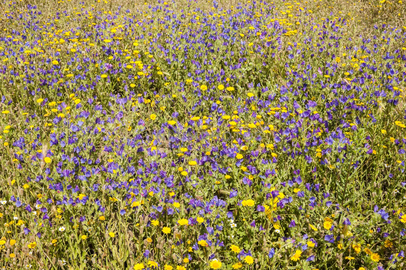 Grass field with blue and yellow flowers in full bloom in Spring