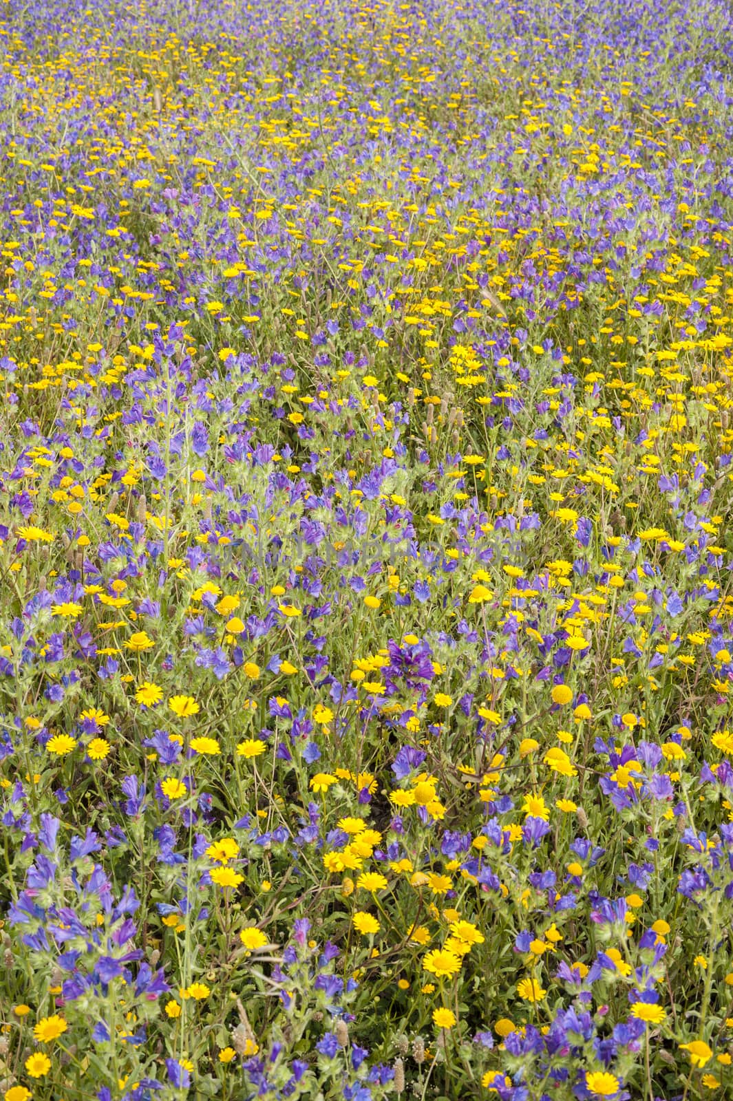 Grass field with blue and yellow flowers in full bloom in Spring