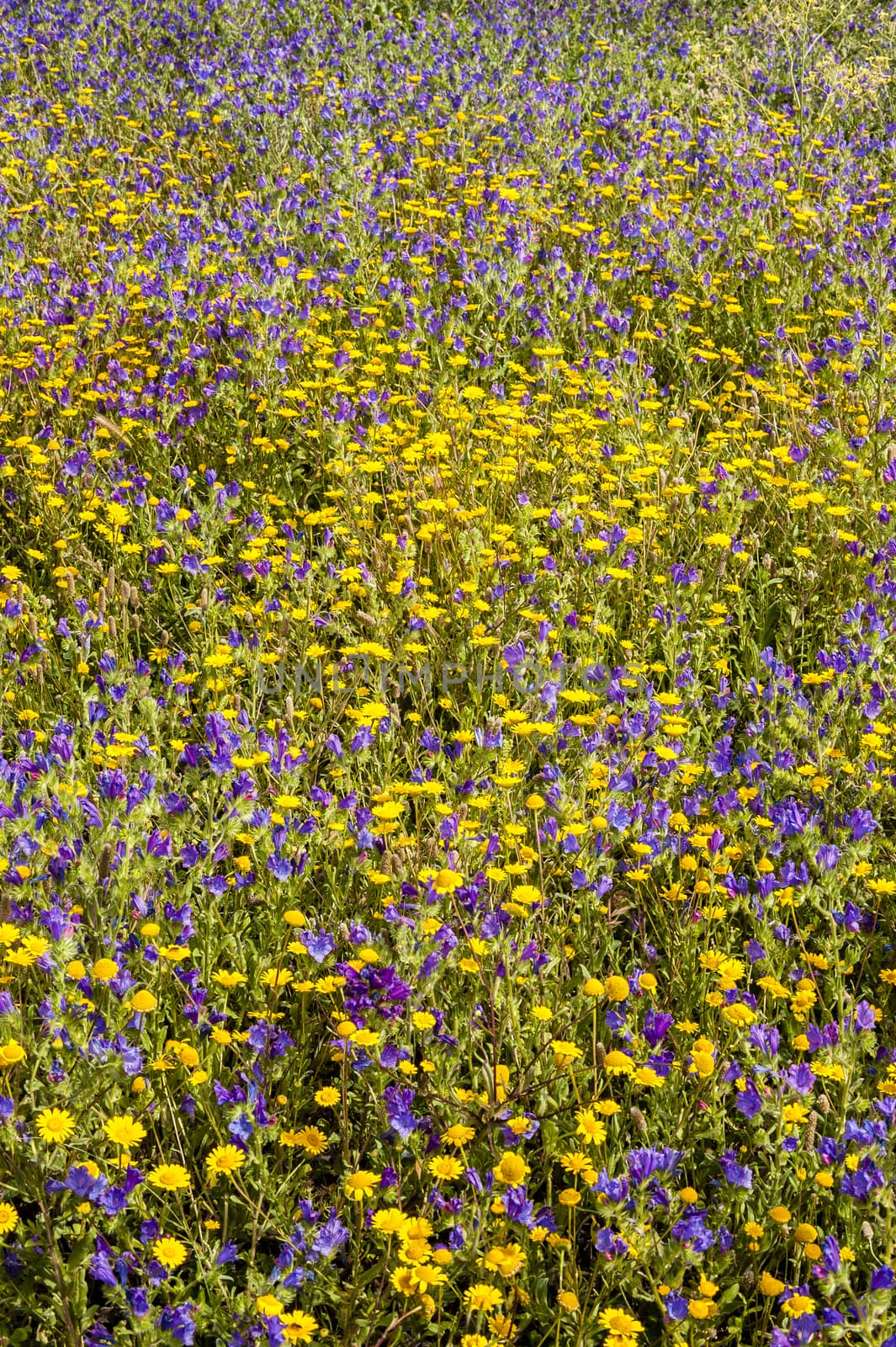 Grass field with blue and yellow flowers in full bloom in Spring