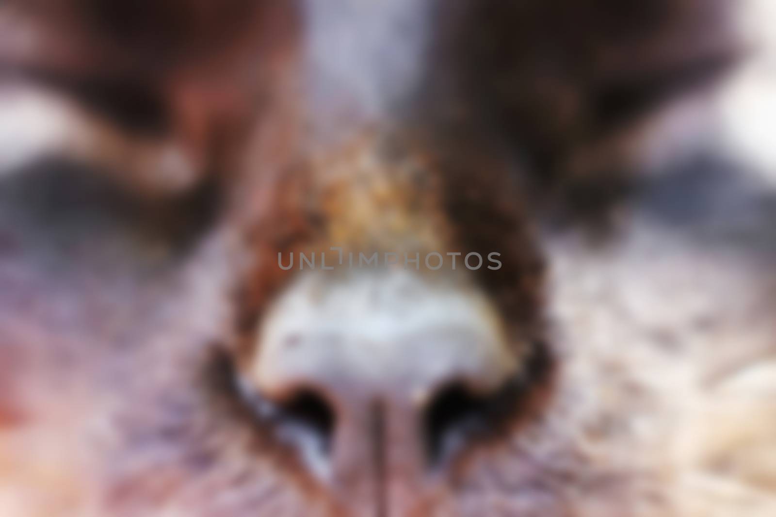 nose, muzzle cat, pet, animals in nature and predator, blurred by KoliadzynskaIryna