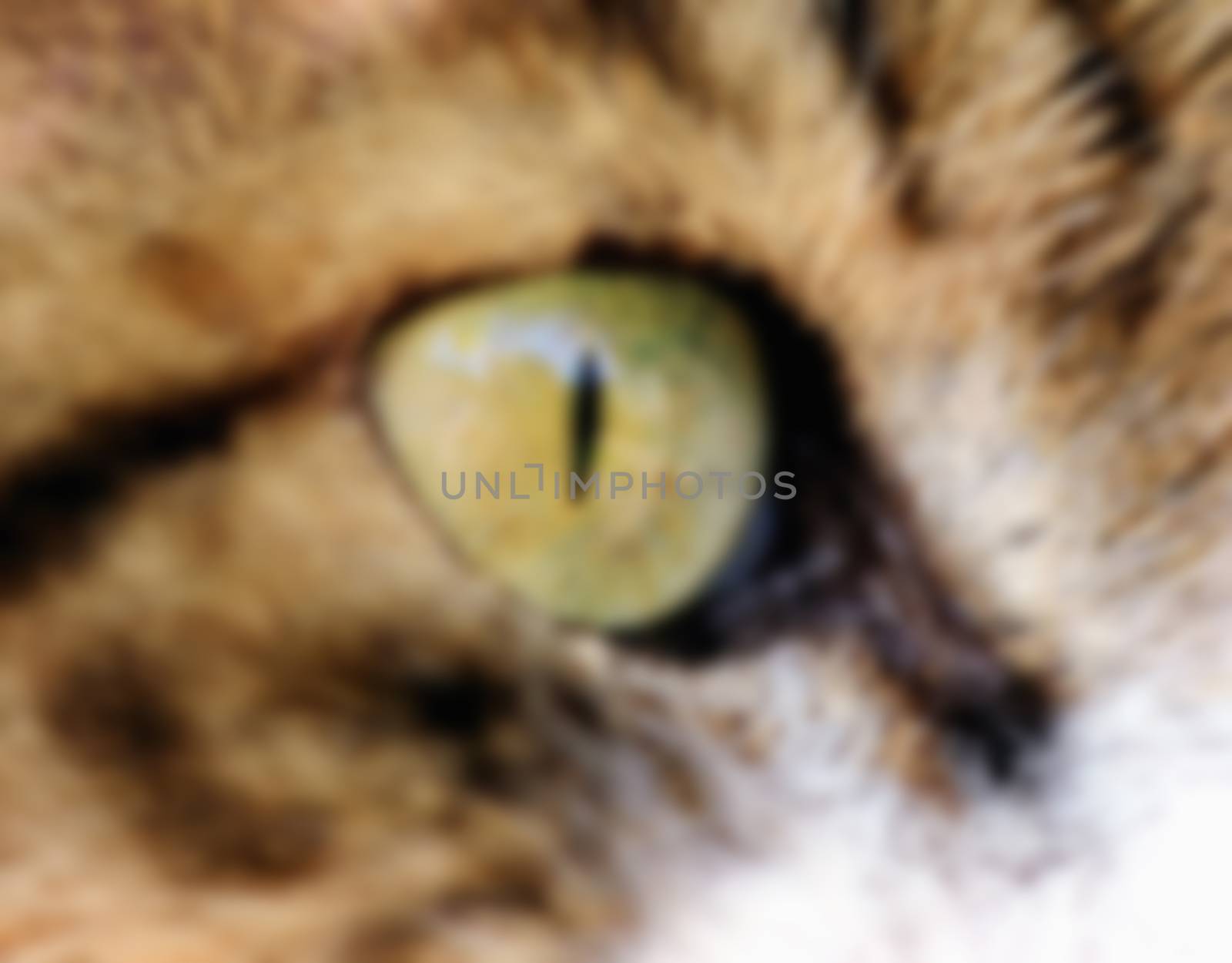 cat's eye, predator look, looking, cute pets, the outdoors preda by KoliadzynskaIryna