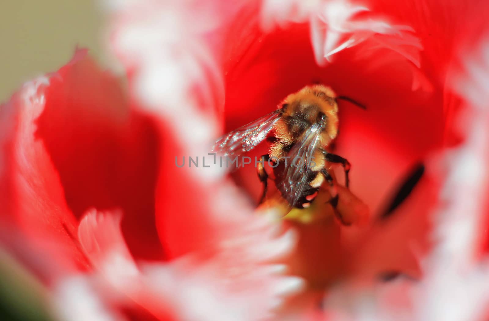 Bee on red blossoming flower  outdoors  collect pollen,  spring  summer soft focus