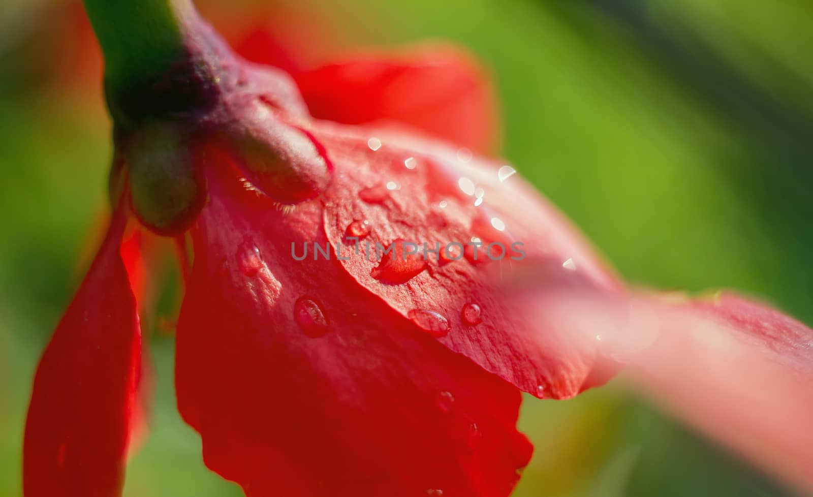 red flower close-up on a green background with drops of dew