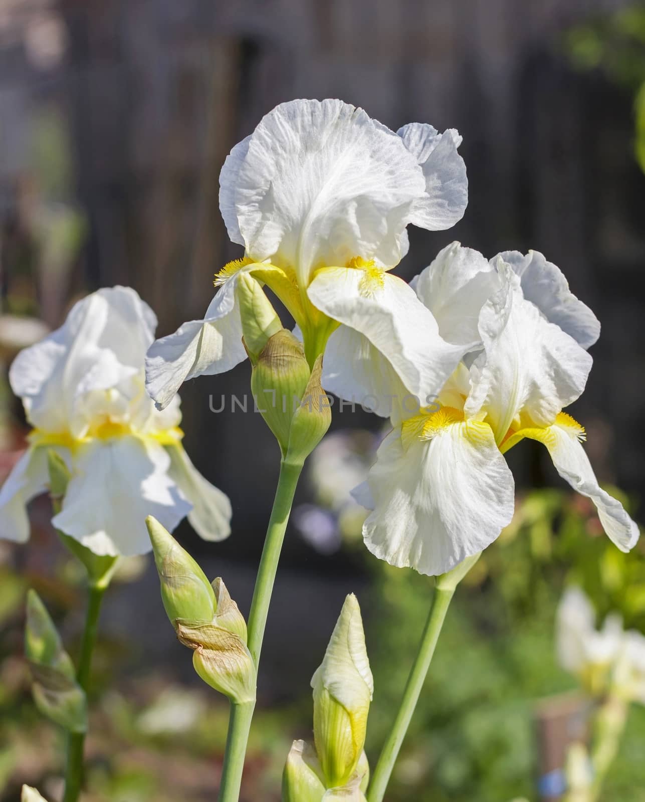 Irises White   flowers, perennial, spring flower by KoliadzynskaIryna