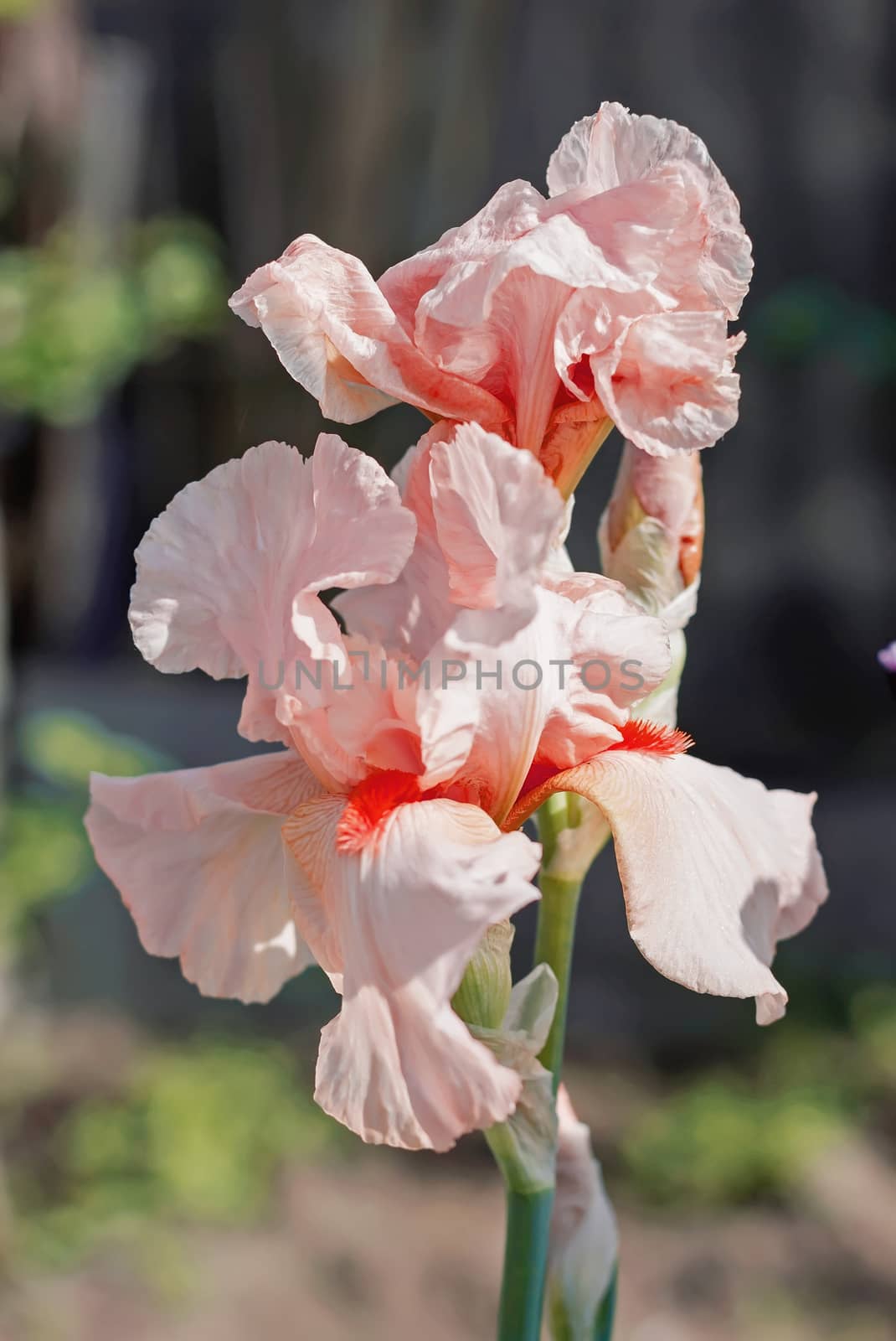 Iris flower in the flower bed, perennials, spring or summer flower, soft focus