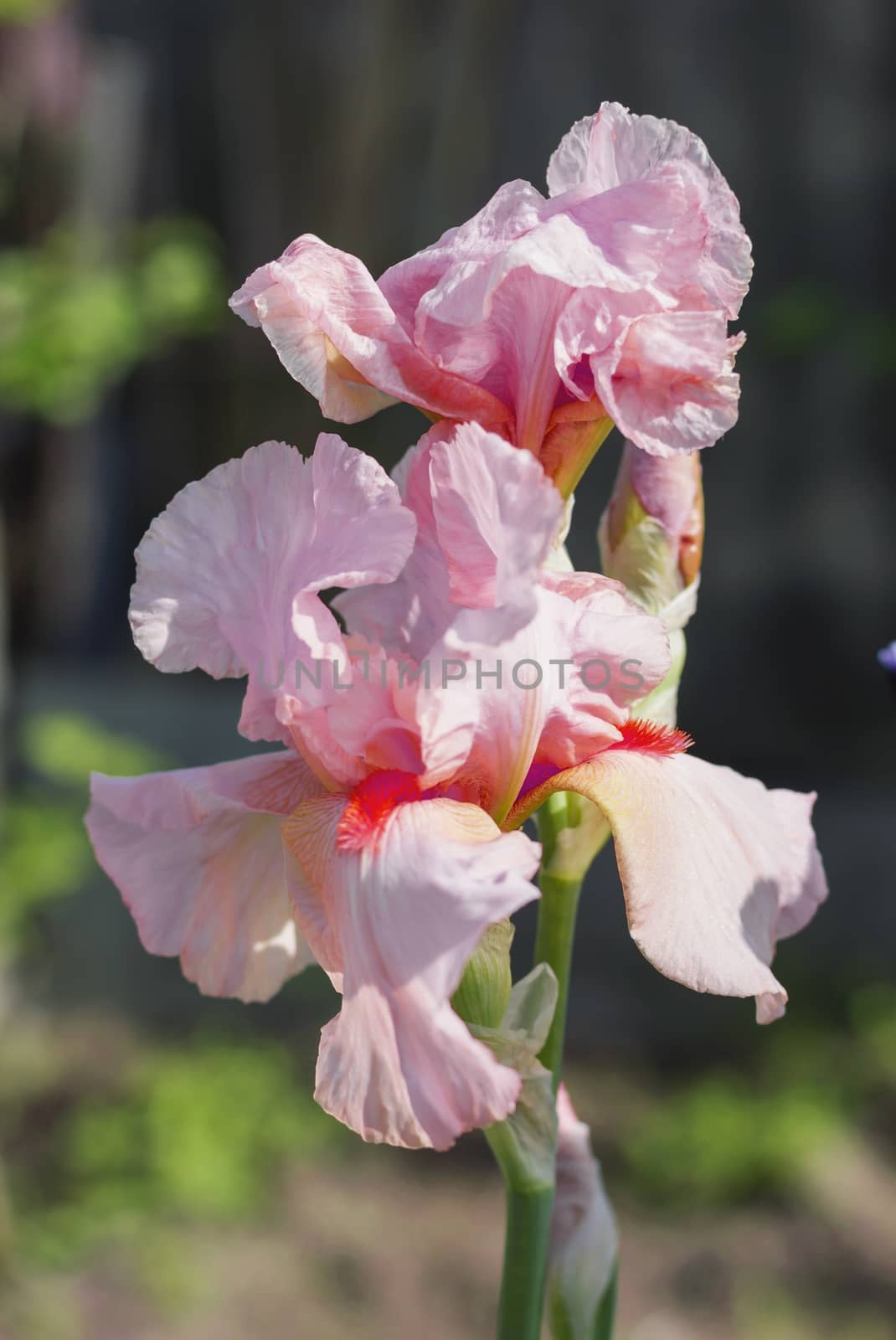 Pink Iris (lat. Íris) flowerbed flowers, perennial, spring flow by KoliadzynskaIryna