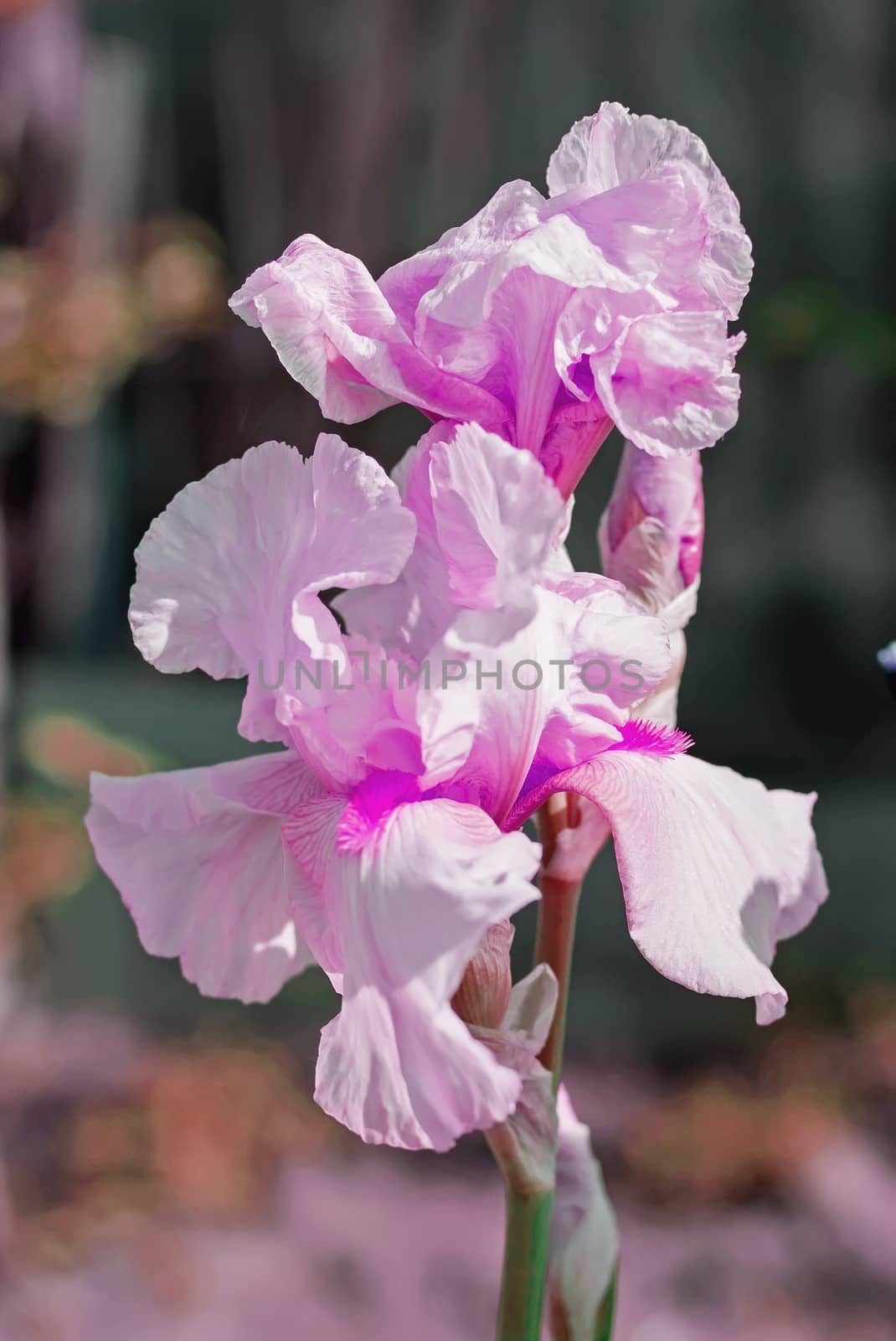 Pink Iris (lat. Íris) flowerbed flowers, perennial, spring flow by KoliadzynskaIryna