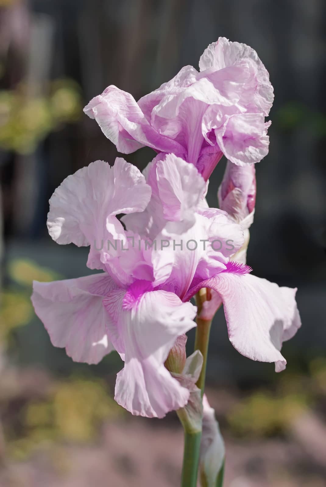 Pink Iris (lat. Íris) flowerbed flowers, perennial, spring flow by KoliadzynskaIryna