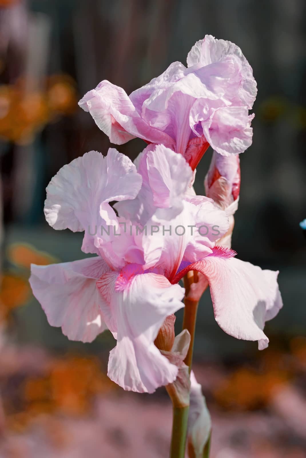 Pink Iris (lat. Íris) flowerbed flowers, perennial, spring flow by KoliadzynskaIryna