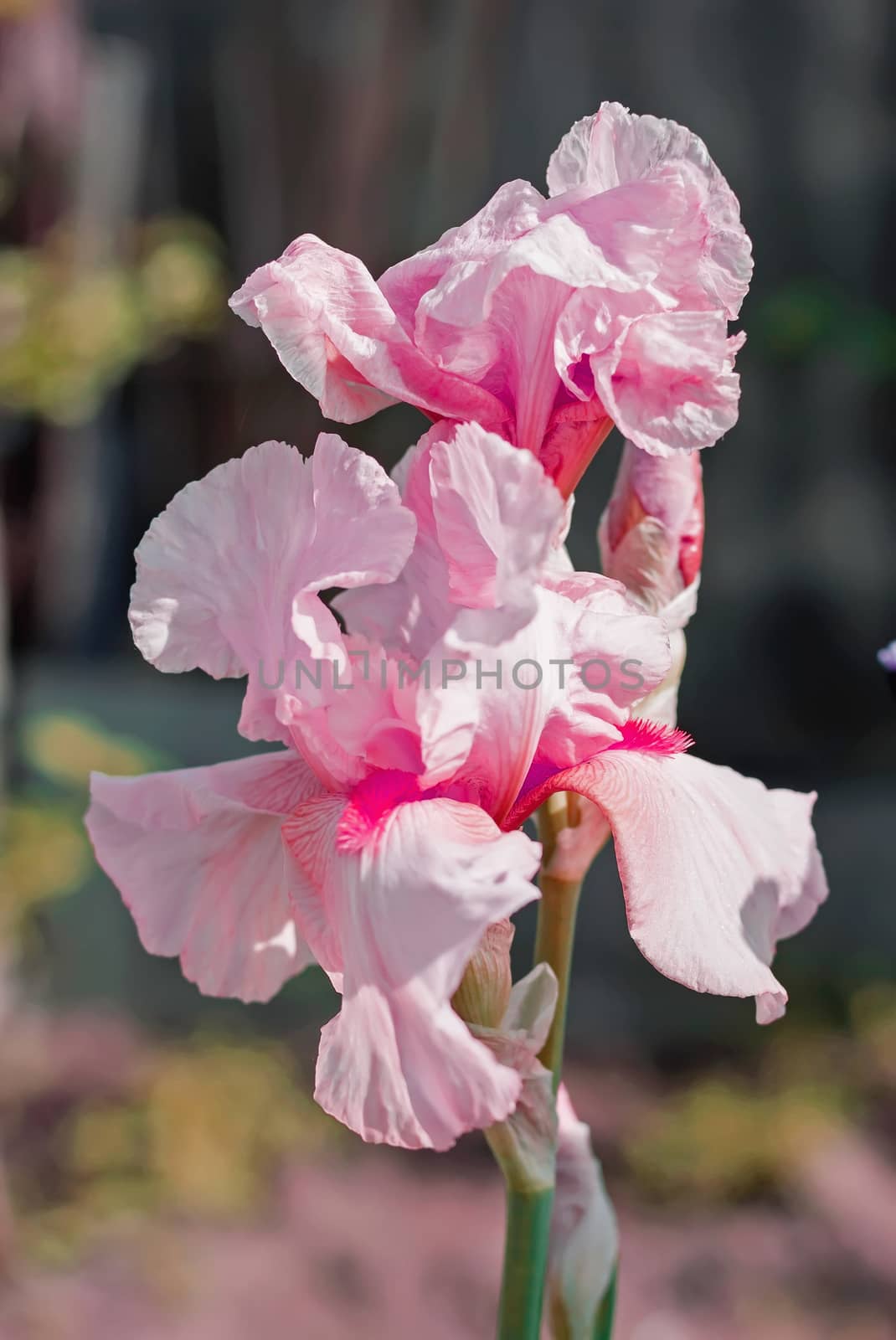 Iris flower in the flower bed, perennials, spring or summer flower, soft focus