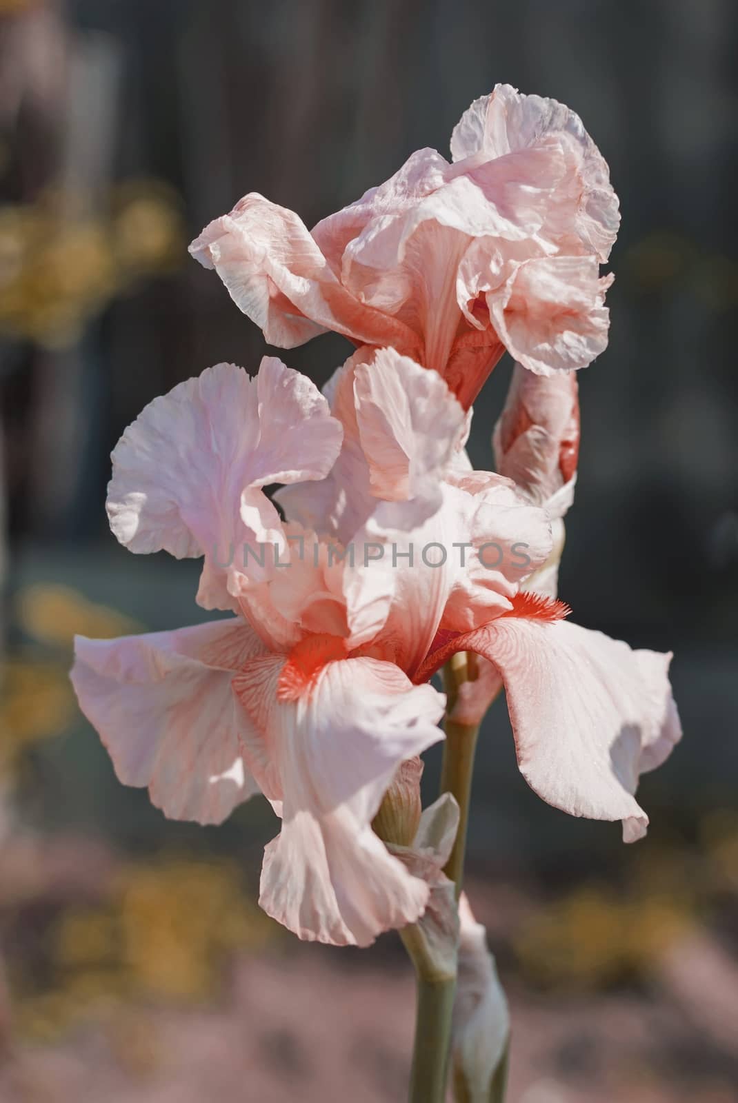 Pink Iris (lat. Íris) flowerbed flowers, perennial, spring flow by KoliadzynskaIryna