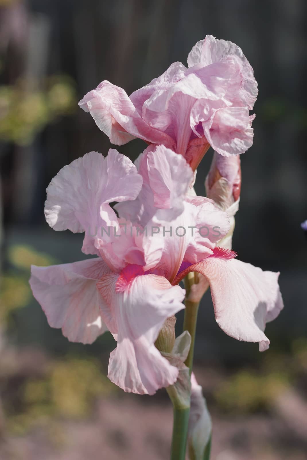 Pink Iris (lat. Íris) flowerbed flowers, perennial, spring flower, soft focus