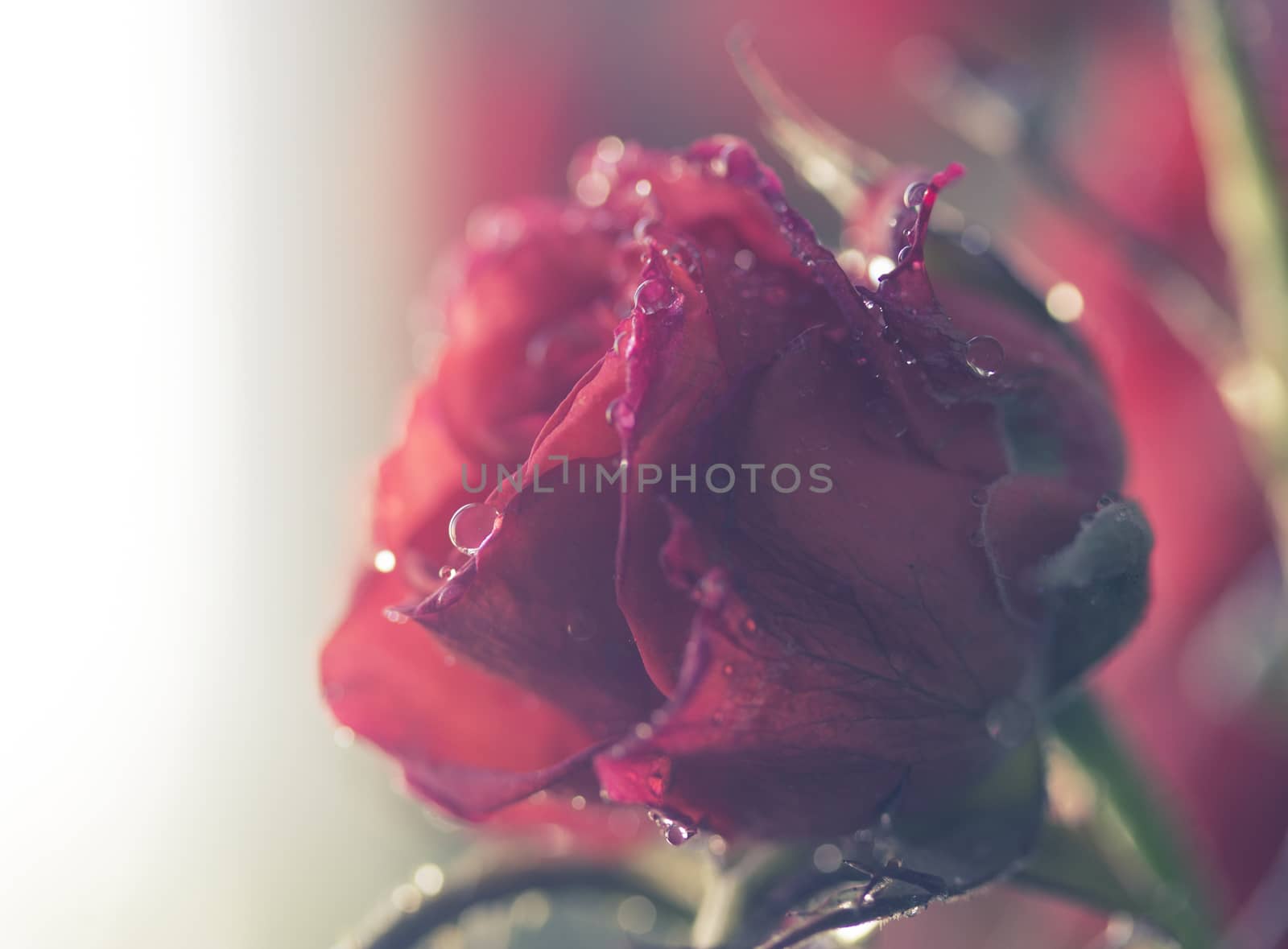 deep pink rose with water drops, vintage