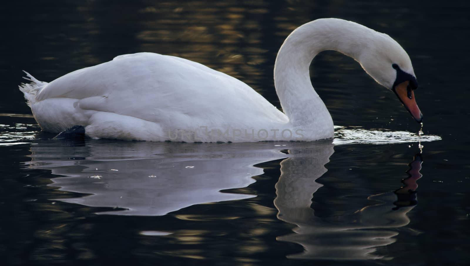 swan on lake by liwei12