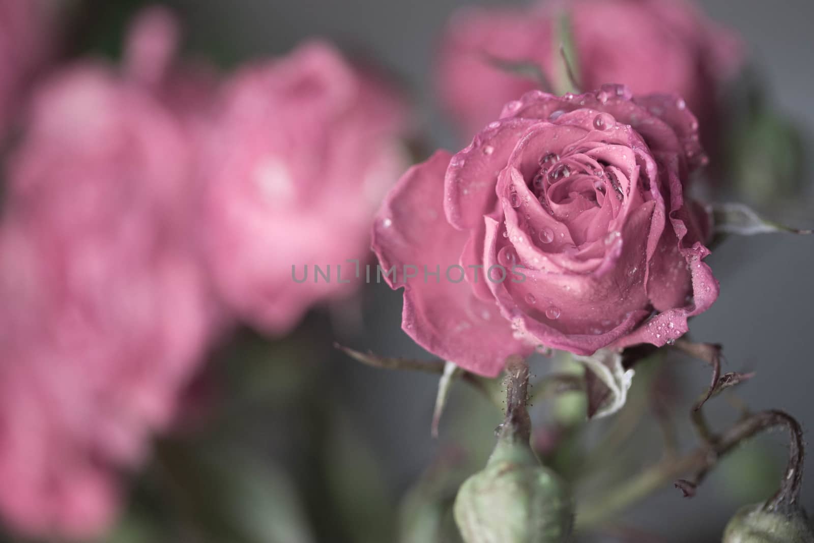 pink rose with water drops by liwei12