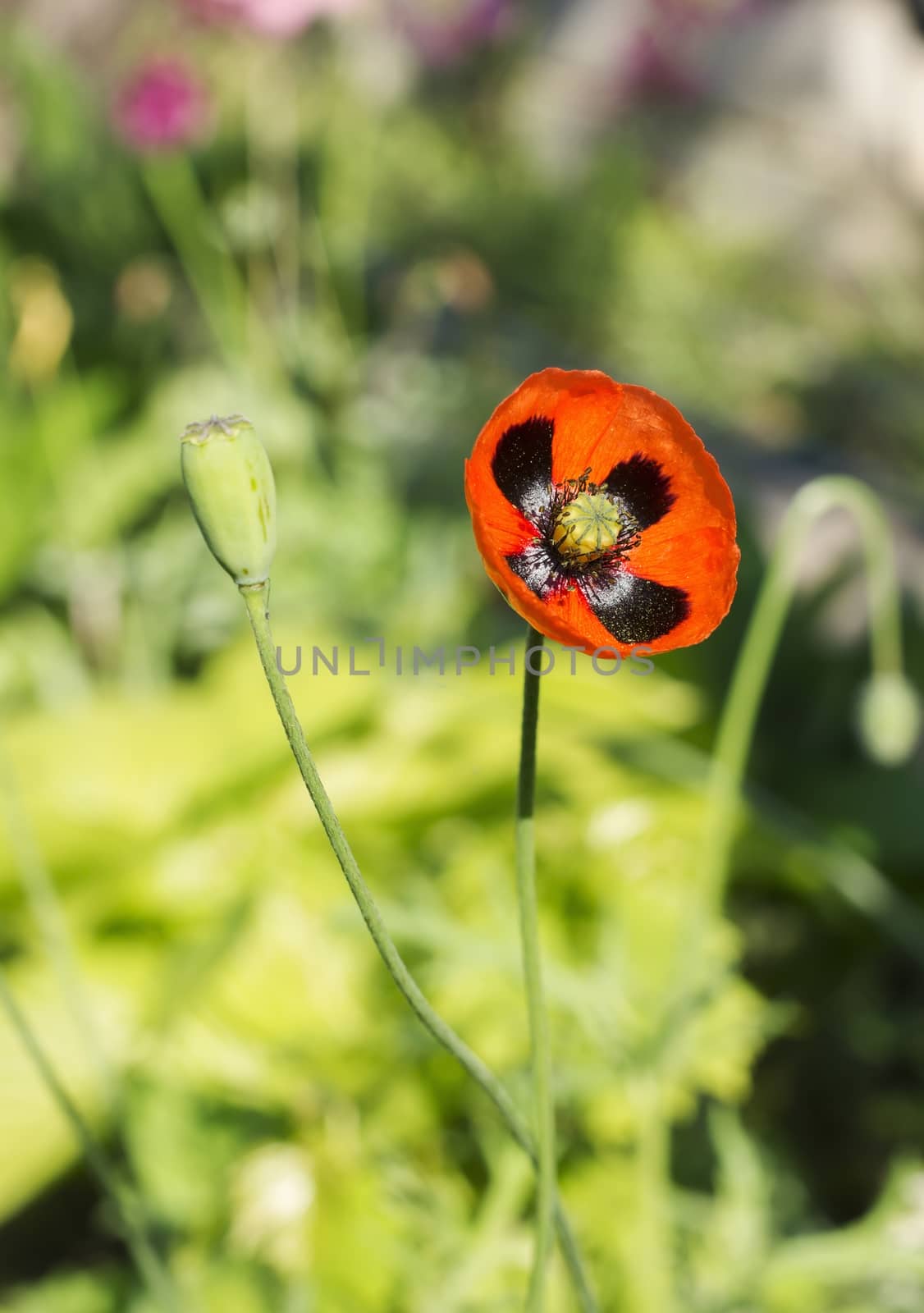 red poppy flowers, poppy flower bud on green background soft focus