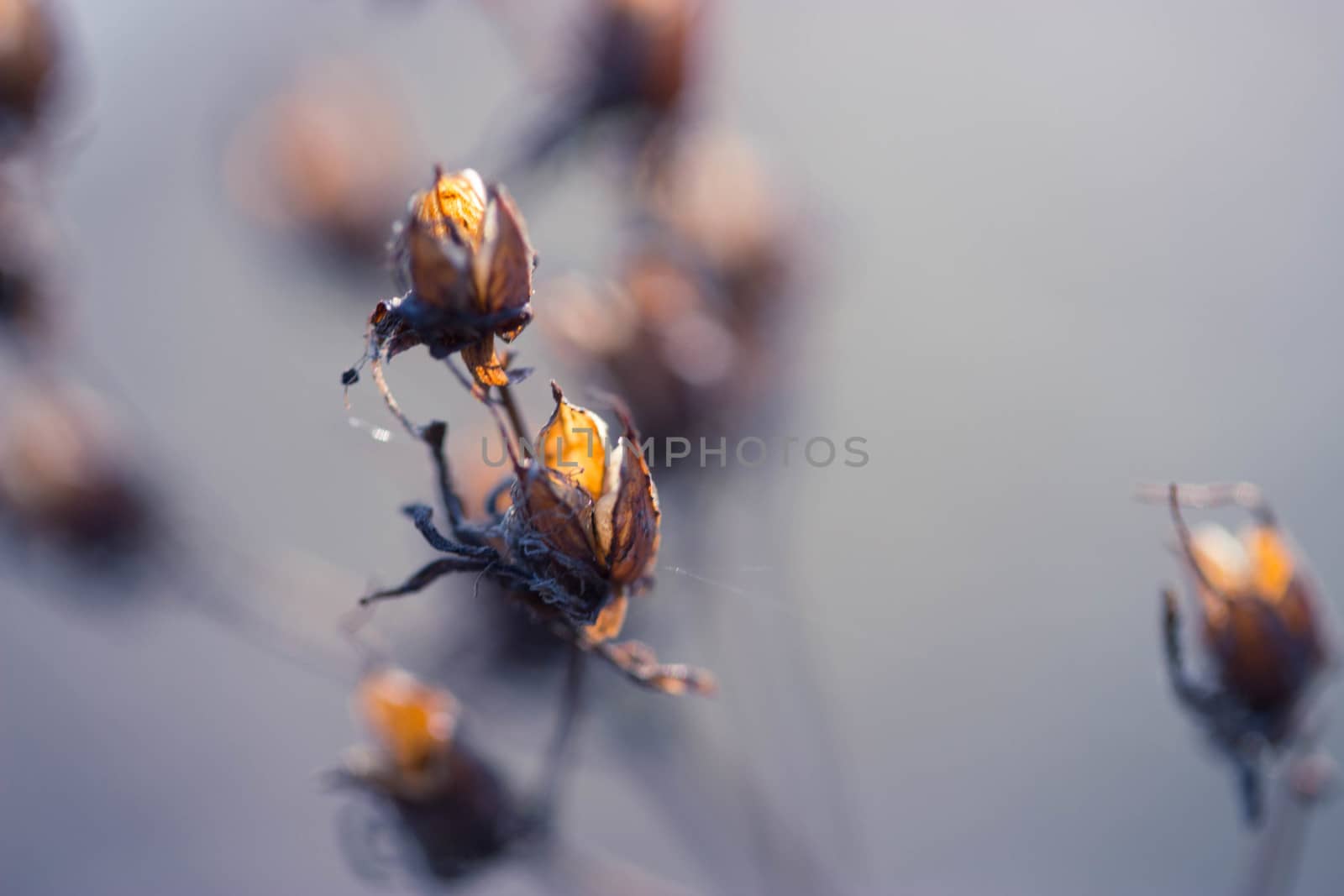 dry flowers in a field