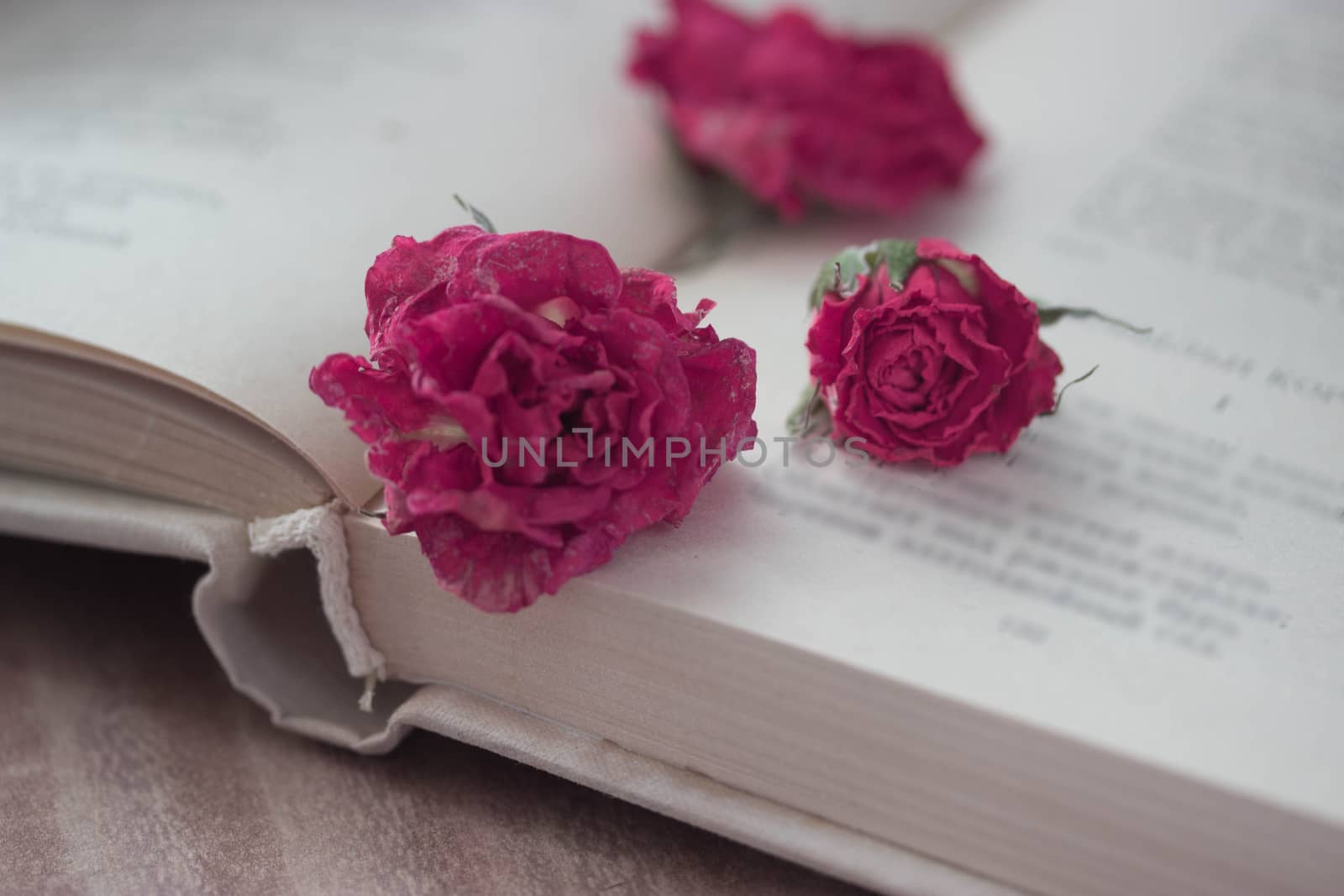 old open book with dry pink roses