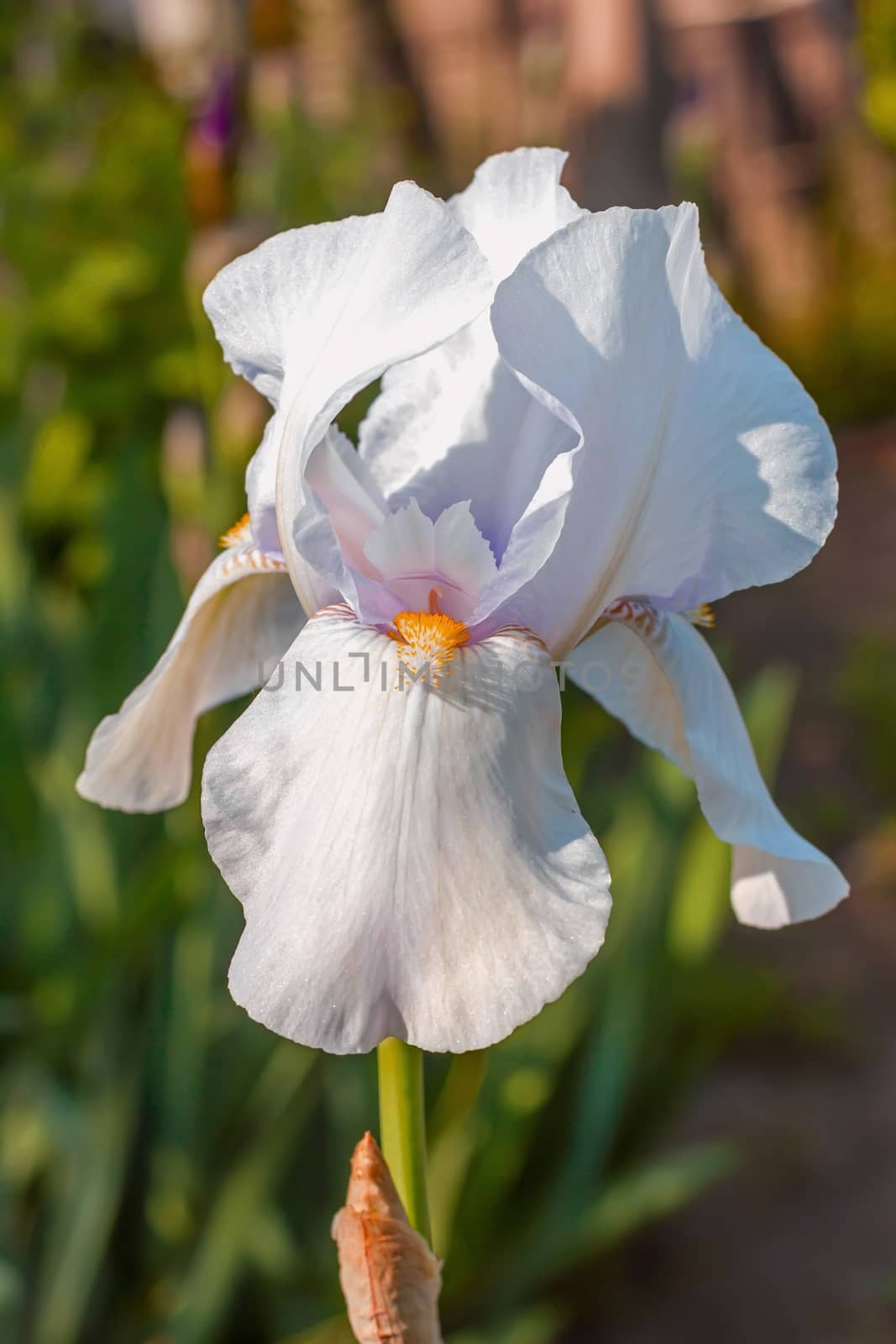 Iris  White    flowerbed flowers, perennial, spring flower, soft focus