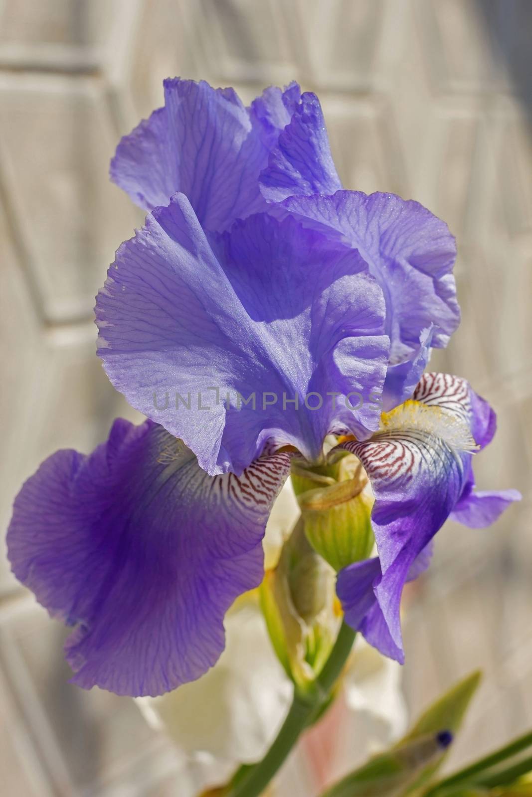 Iris Purple   flowerbed flowers, perennial, spring flower, soft focus