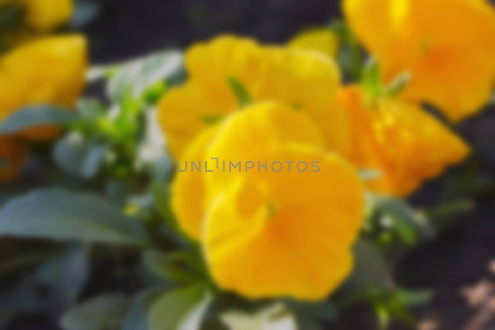 yellow pansy flowers in a garden ornamental plant, background, blurred